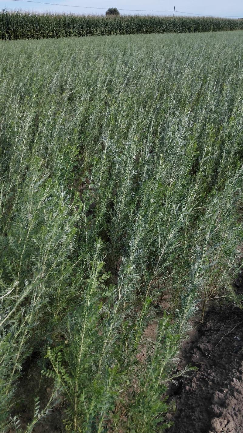 一年生榆树苗，50，80公分以上的混级苗，自产自销