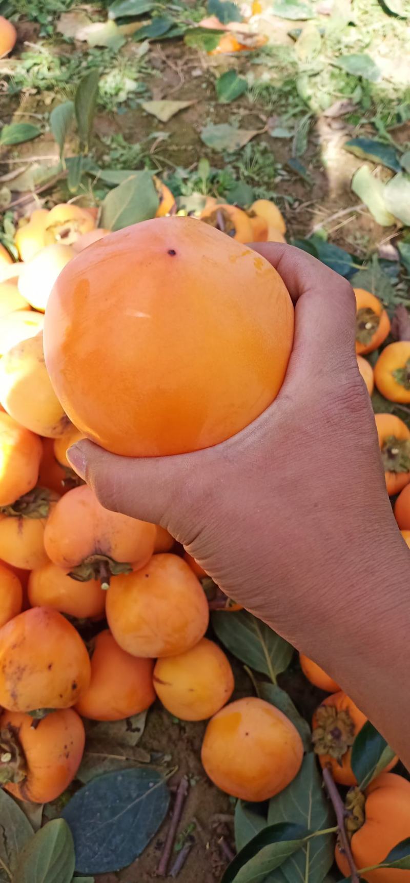 陕西富平县柿饼柿子树