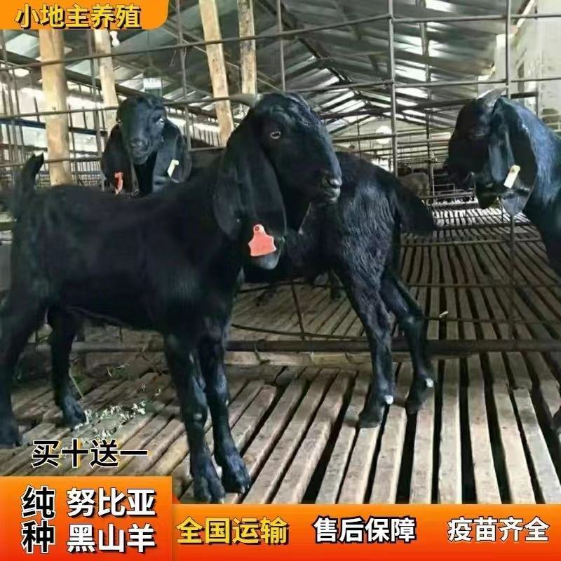 纯种努比亚黑山羊种公羊青年配种多胎高产二胎怀孕母羊活体小