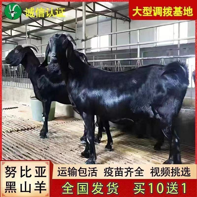 纯种努比亚黑山羊种公羊青年配种多胎高产二胎怀孕母羊活体小
