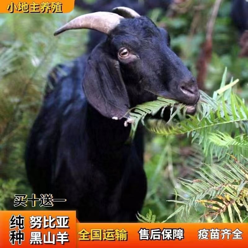 纯种努比亚黑山羊种公羊青年配种多胎高产二胎怀孕母羊活体小