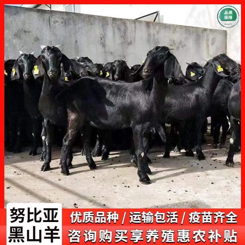 纯种努比亚黑山羊种公羊青年配种多胎高产二胎怀孕母羊活体小