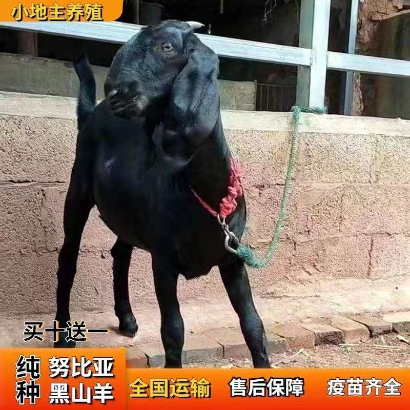纯种努比亚黑山羊种公羊青年配种多胎高产二胎怀孕母羊活体小
