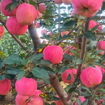绥中县嘎啦苹果