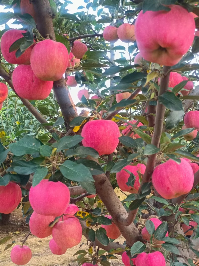 绥中县嘎啦苹果
