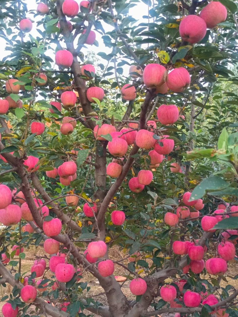绥中县嘎啦苹果