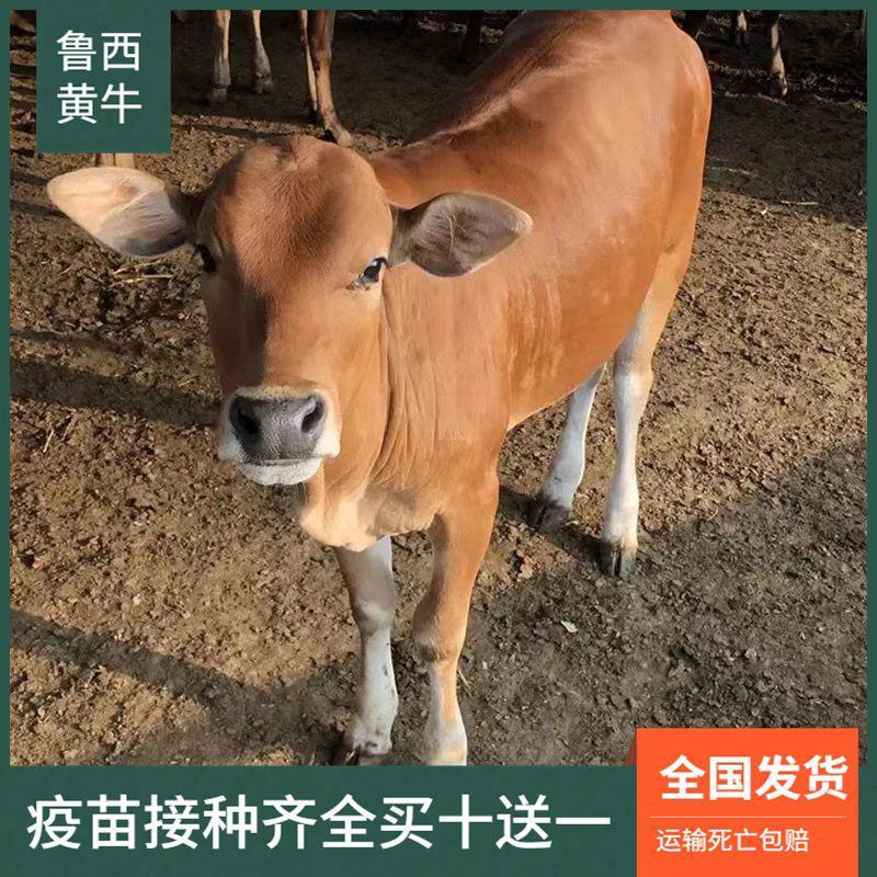 纯种西门塔尔牛杂交肉牛犊纯种高产肉母小牛犊青年配种牛养殖