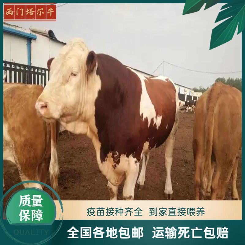 纯种西门塔尔牛杂交肉牛犊纯种高产肉母小牛犊青年配种牛养殖