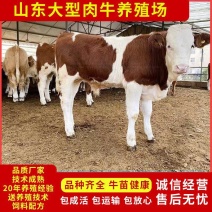 纯种西门塔尔牛杂交肉牛犊纯种高产肉母小牛犊青年配种牛养殖