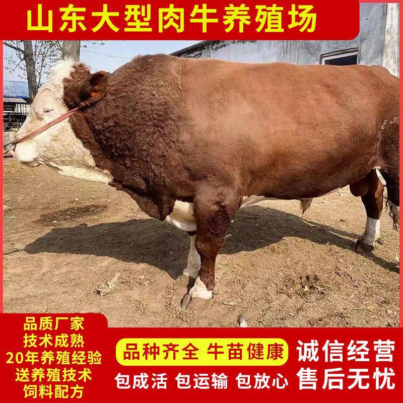 纯种西门塔尔牛杂交肉牛犊纯种高产肉母小牛犊青年配种牛养殖