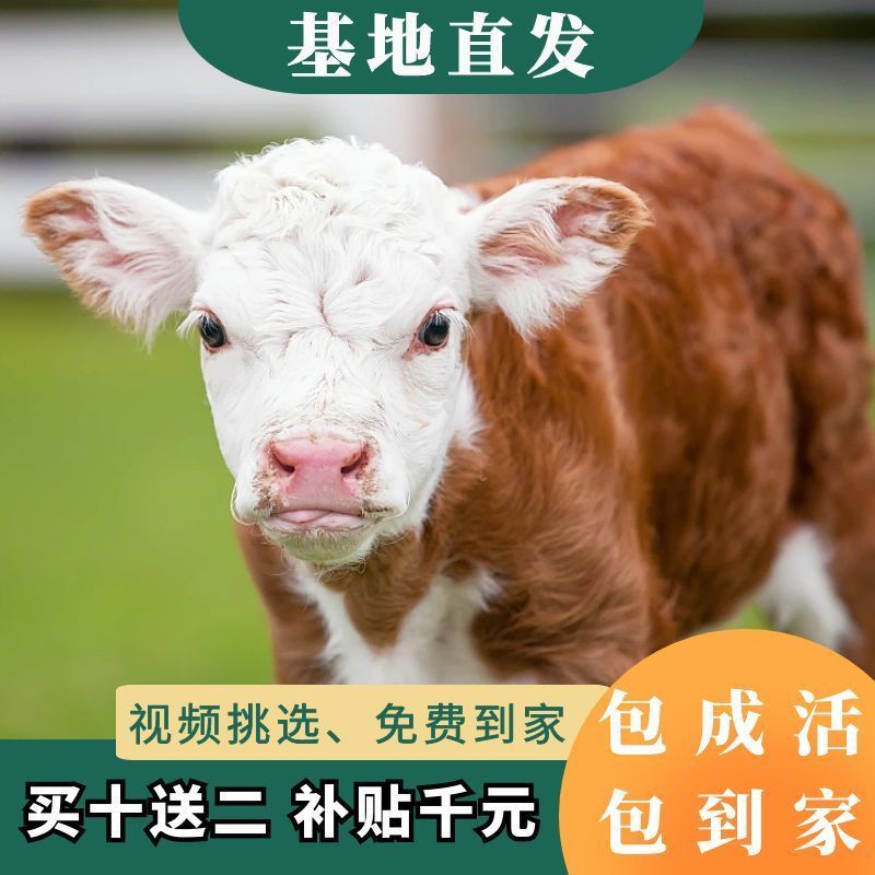 纯种西门塔尔牛杂交肉牛犊纯种高产肉母小牛犊青年配种牛养殖