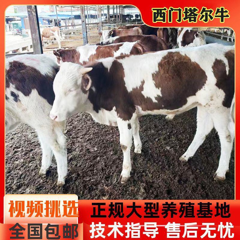 纯种西门塔尔牛杂交肉牛犊纯种高产肉母小牛犊青年配种牛养殖