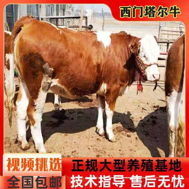 纯种西门塔尔牛杂交肉牛犊纯种高产肉母小牛犊青年配种牛养殖