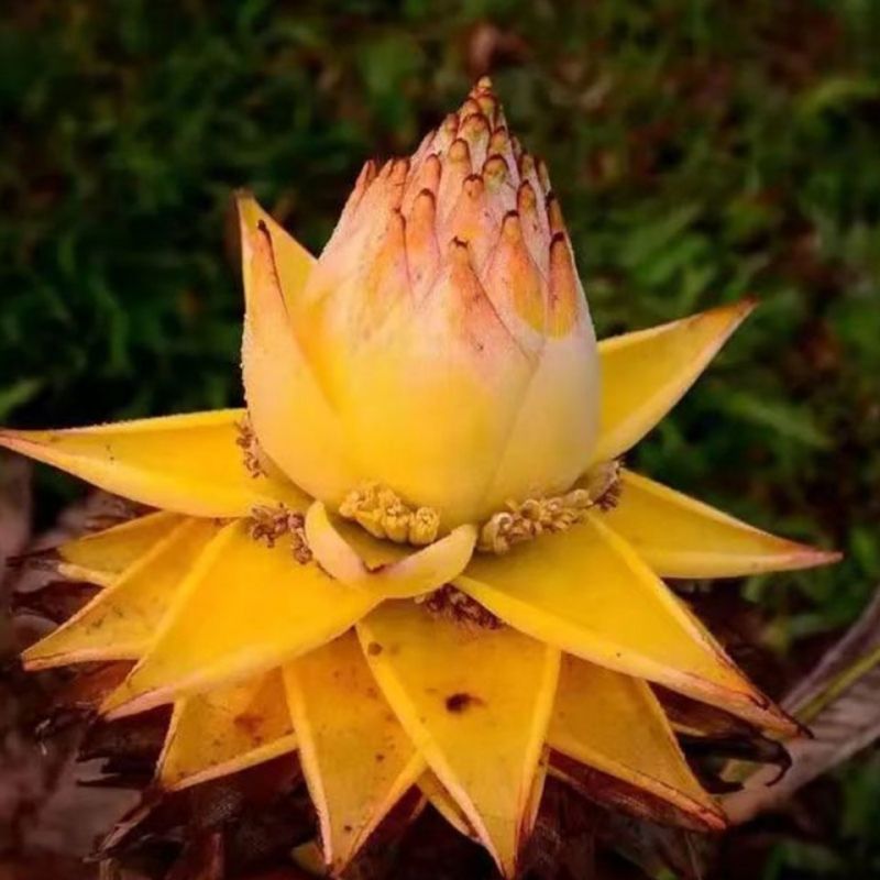 地涌金莲苗【巨型莲花，吉祥物地涌金莲，花开富贵】