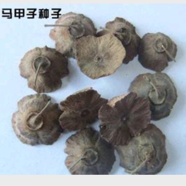 马甲子马甲子种子鸟不粘种子耐寒围墙四季播种易播室外