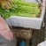 山东香芹/小芹菜/产地货源/货源充足/欢迎来电合作
