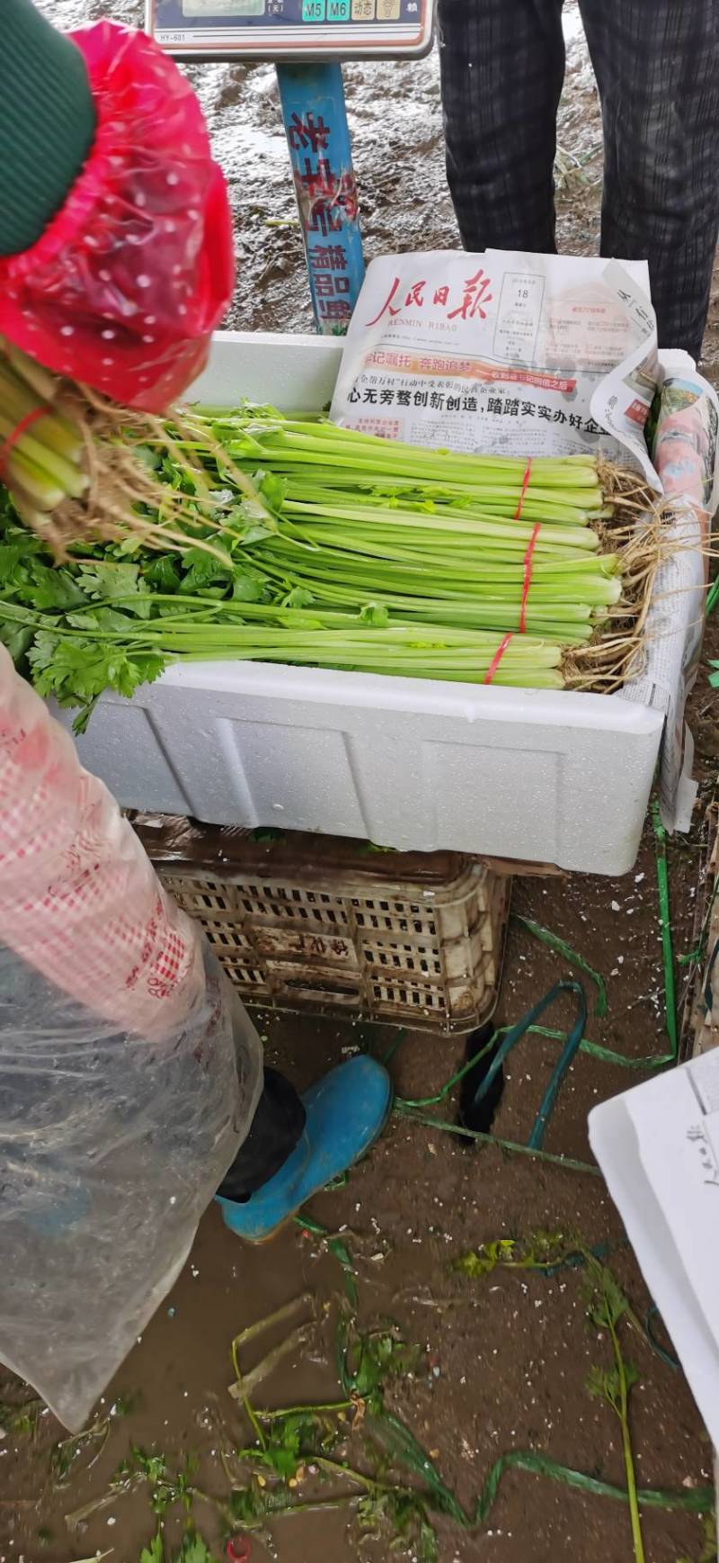 山东香芹/小芹菜/产地货源/货源充足/欢迎来电合作