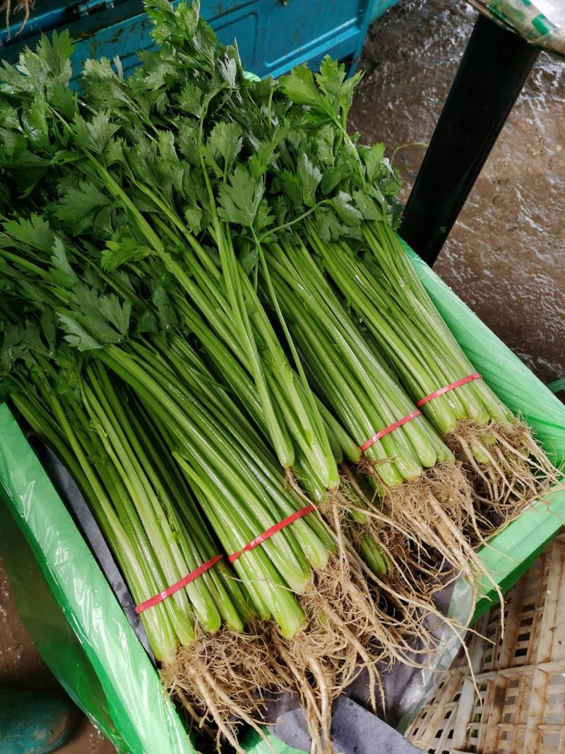 山东香芹/小芹菜/产地货源/货源充足/欢迎来电合作