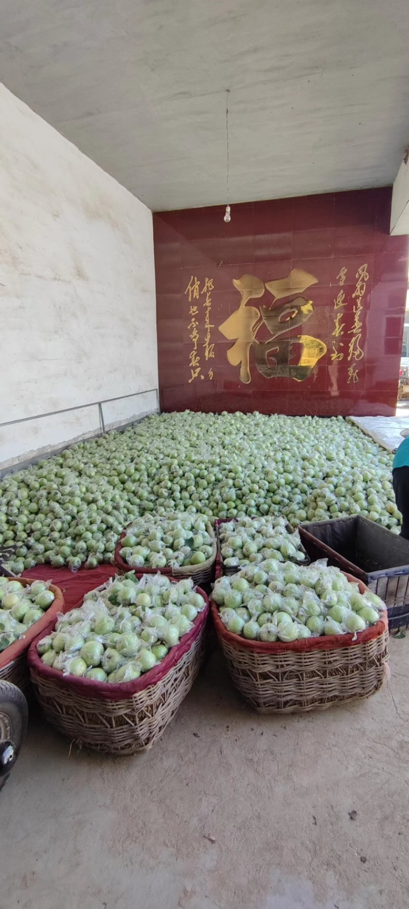 大量供应王林苹果，海量货源，欢迎采购