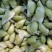 【推荐】江苏新鲜手工毛豆粒大量上市品质保证欢迎来电