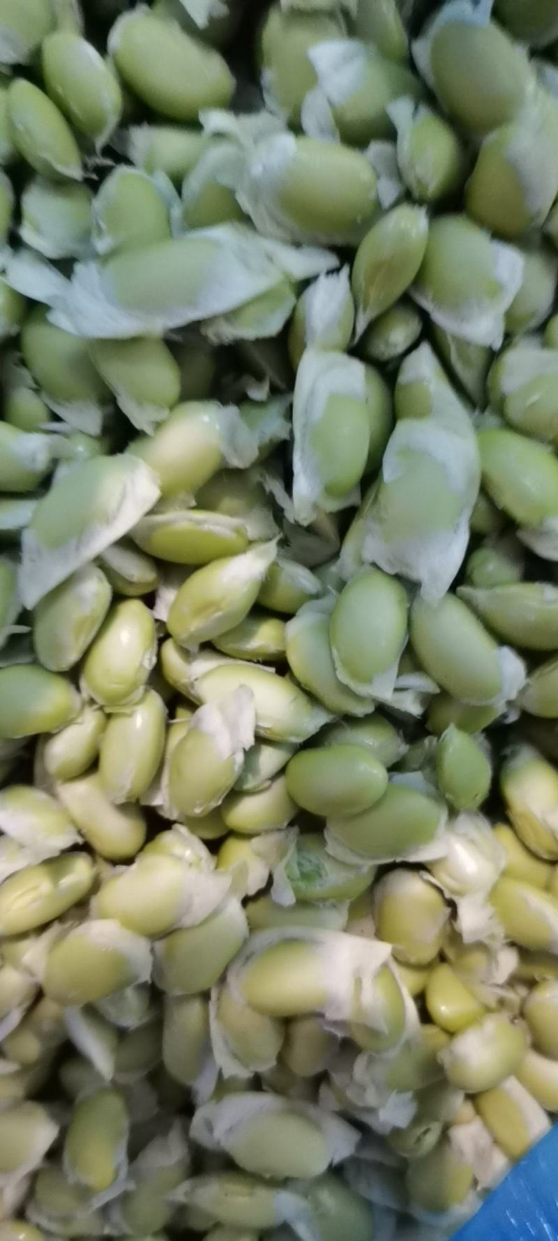 【推荐】江苏新鲜手工毛豆粒大量上市品质保证欢迎来电