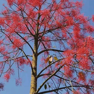 凤凰木黄花凤凰木种子多花大花凤凰彩叶品种易播种四季开花