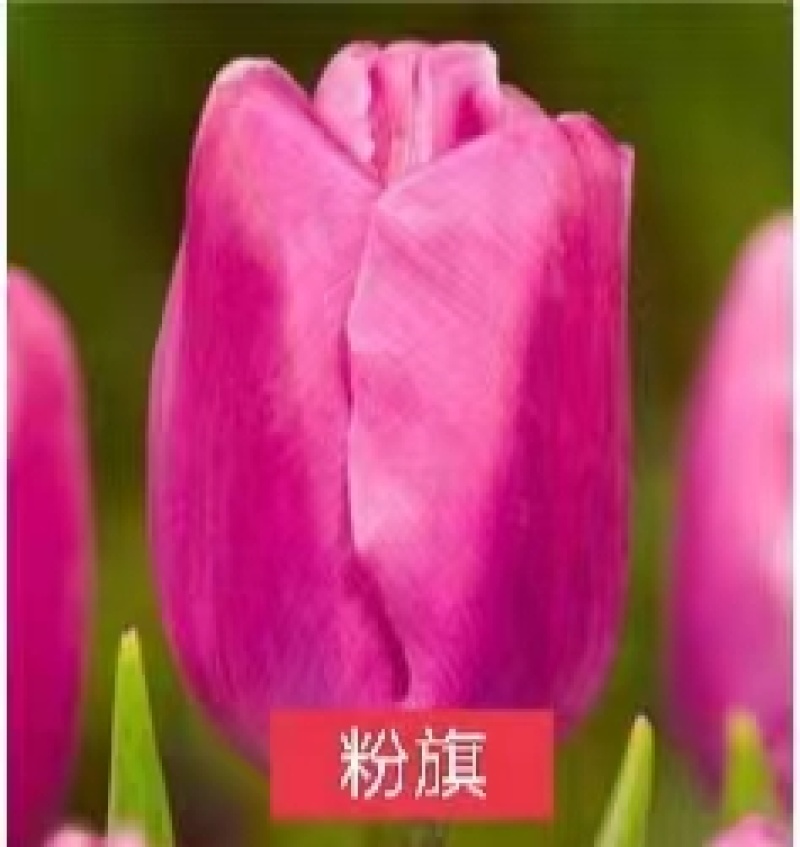 进口种球
