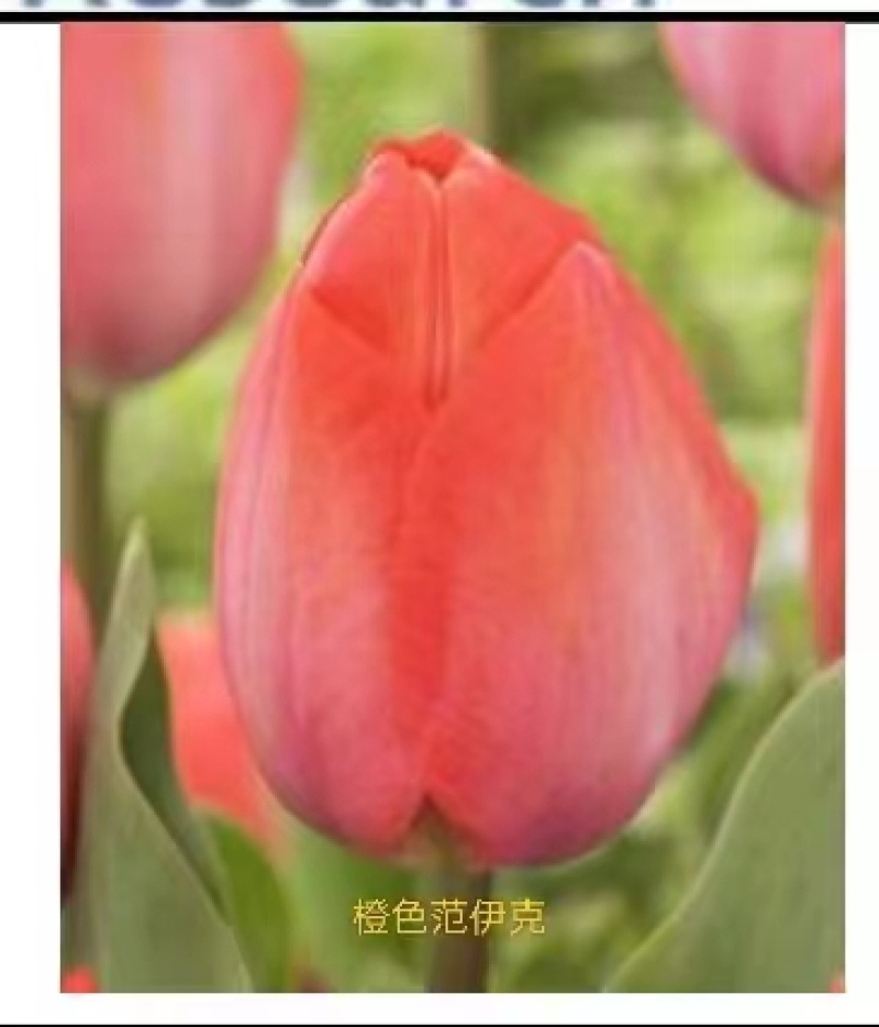 进口种球