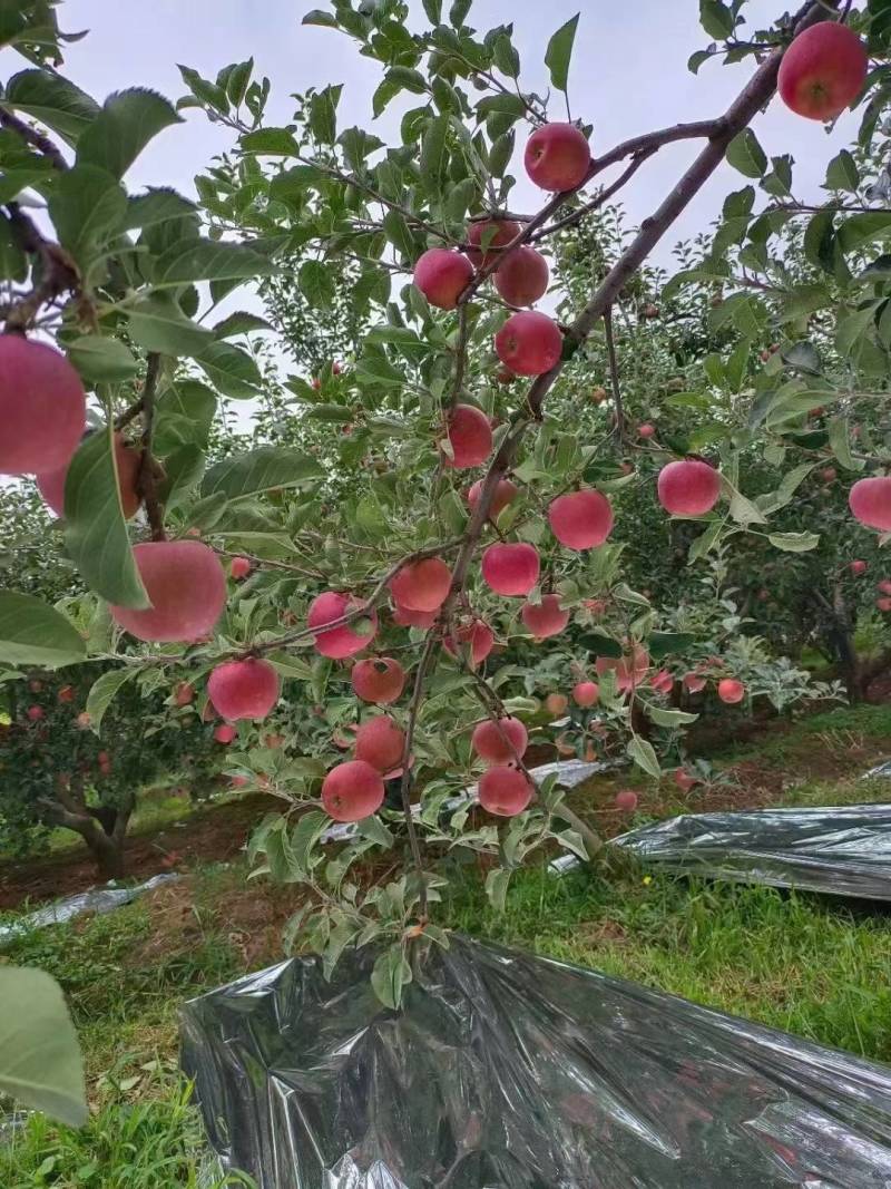 昭通红富士丑苹果