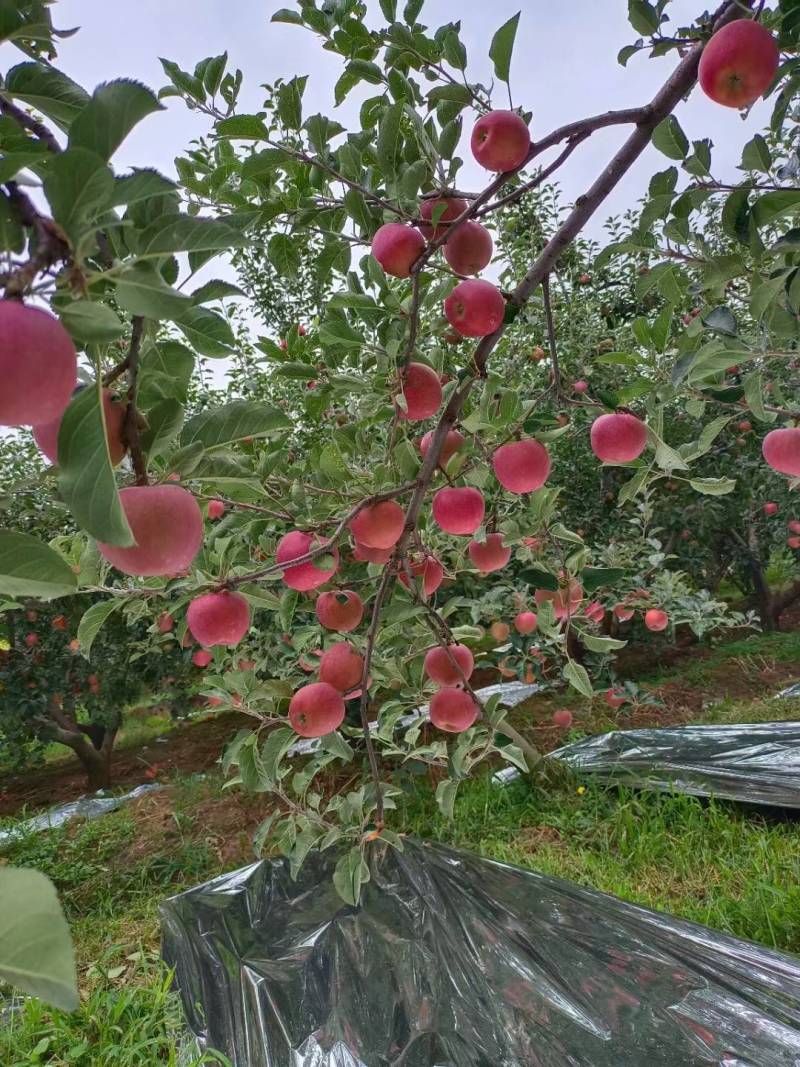 昭通红富士丑苹果