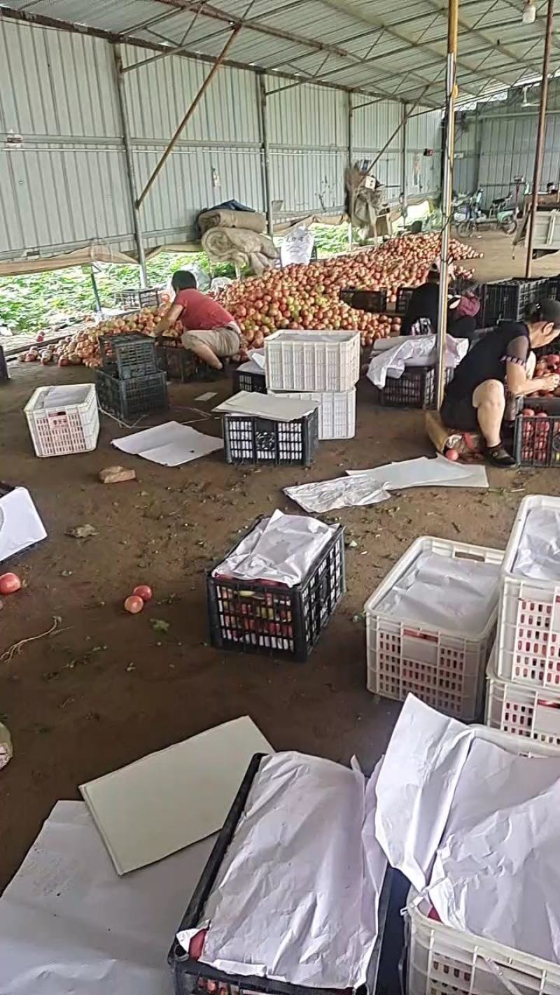 硬粉西红柿大量上市欢迎选购，都是刚上市的，
