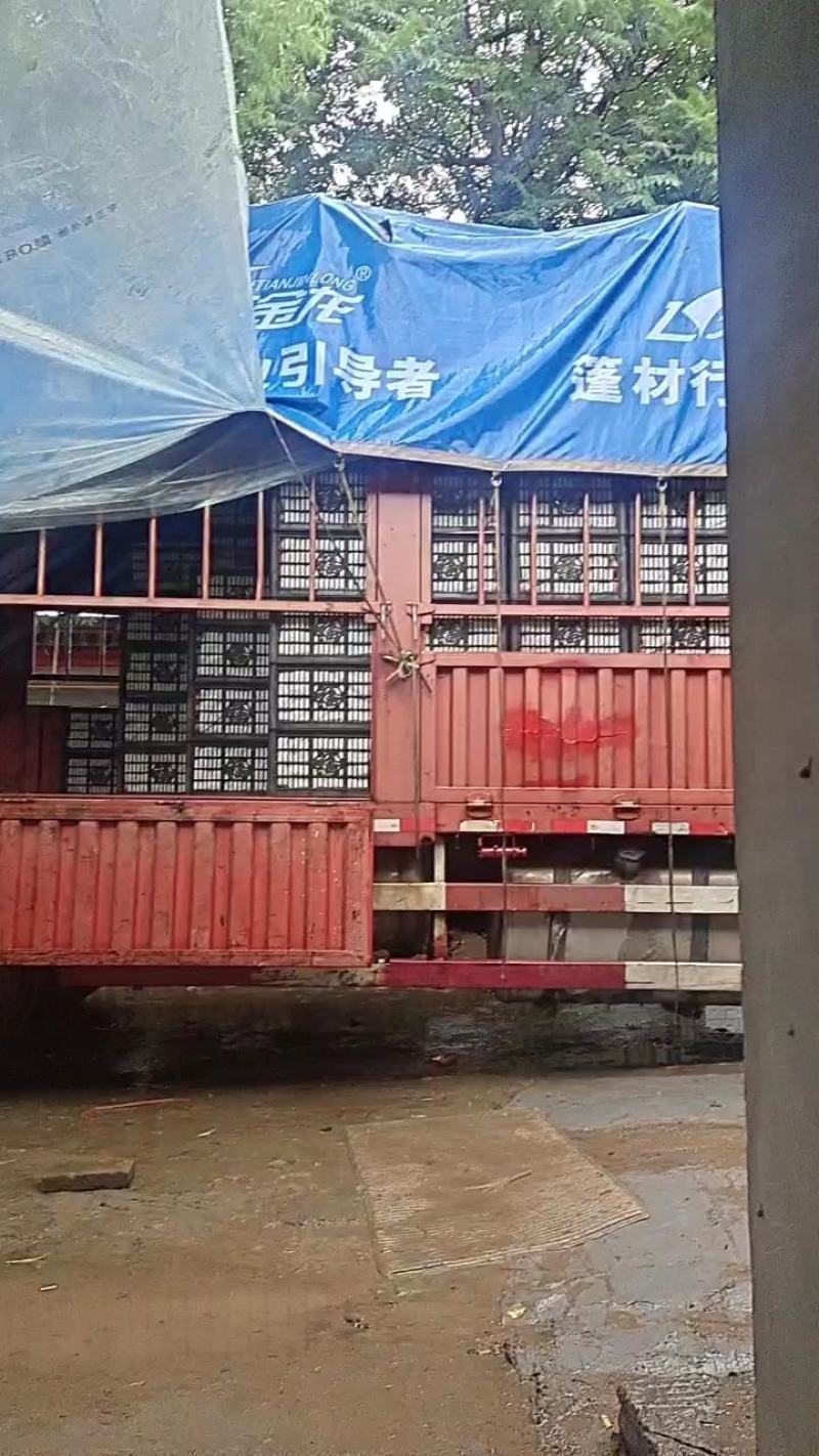 硬粉西红柿大量上市欢迎选购，都是刚上市的，