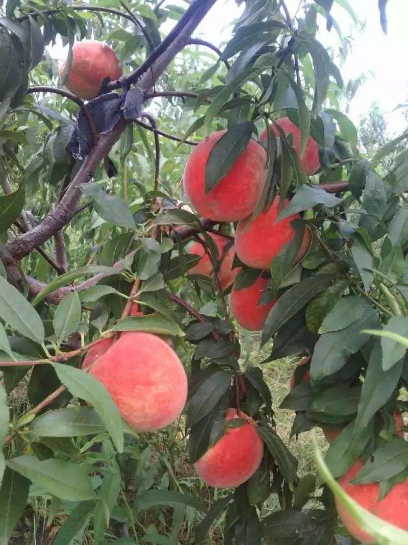 沂水县金秋红蜜桃