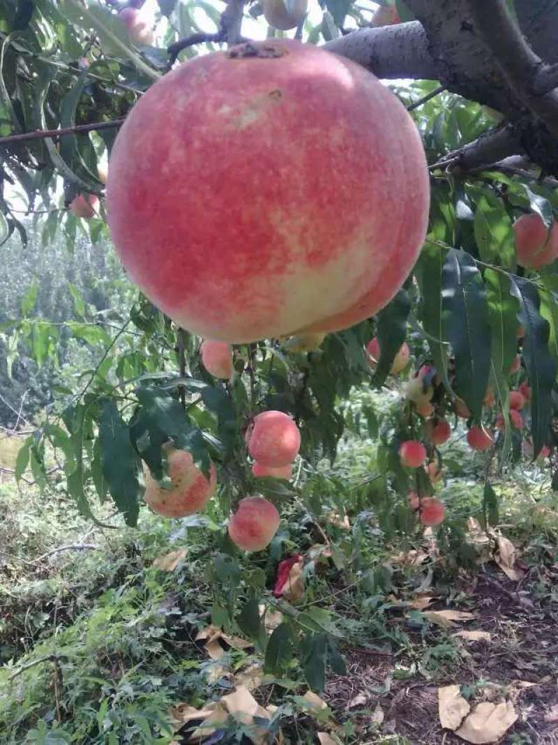 沂水县金秋红蜜桃