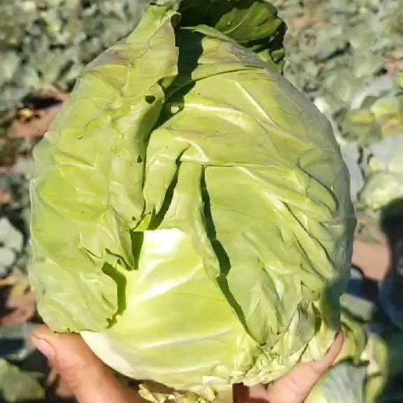 大量出售甘蓝保证质量价格美丽