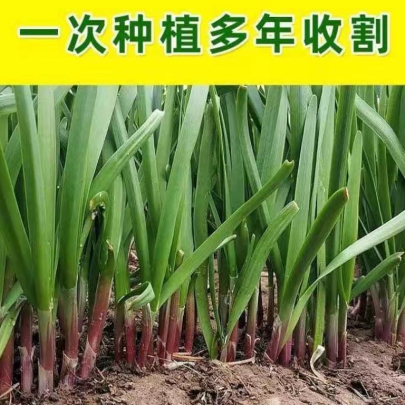 独根红紫根韭菜种子韭菜种子细叶韭菜籽阳台庭院易种种子