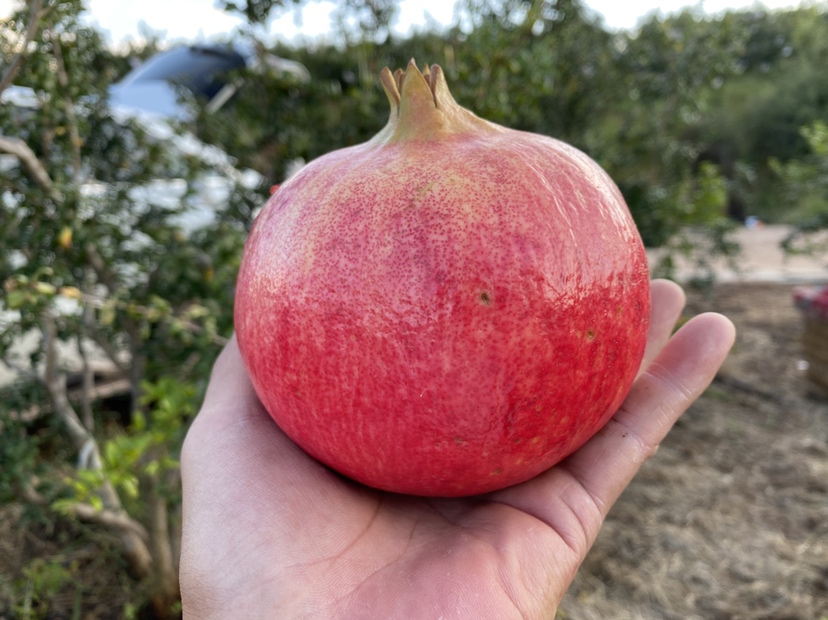 红皮甜石榴在果园中挂果的特写