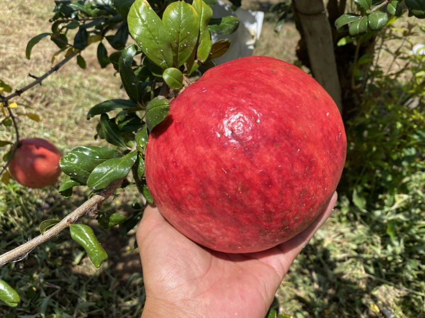 会理石榴果园秋季采摘场景