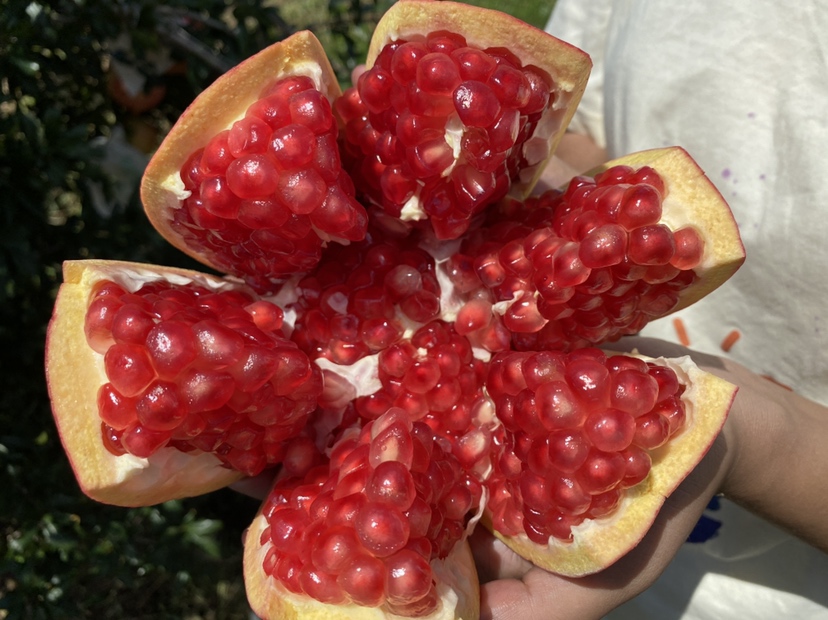 切开的会理软籽石榴特写图,展示内部饱满多汁的果粒结构 会理软籽石榴切开图