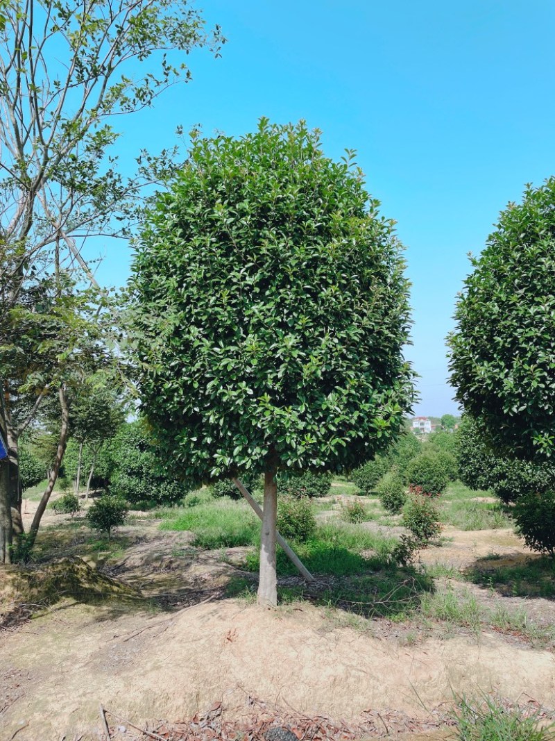 石楠树，棒棒糖，红叶石楠精球，三角枫广玉兰红枫