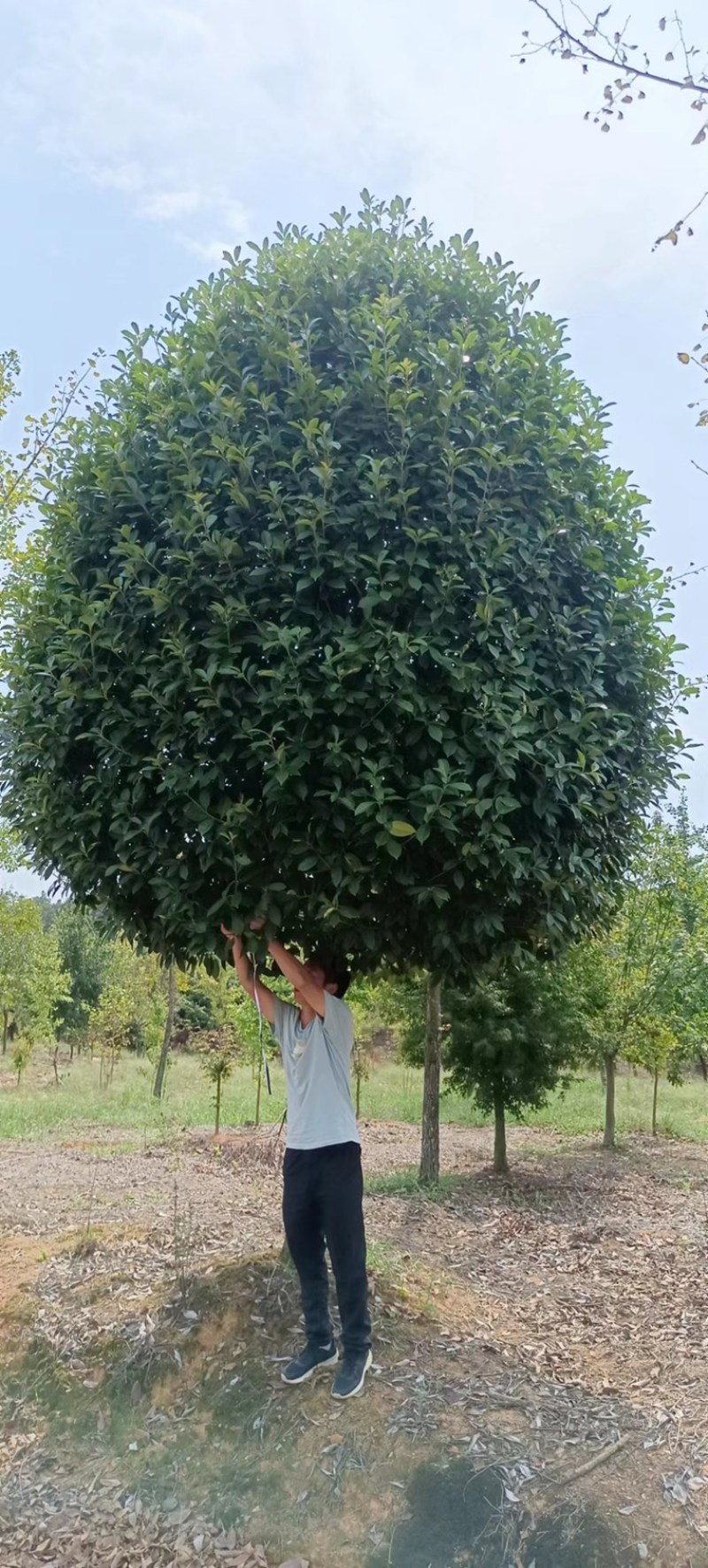 石楠树，棒棒糖，红叶石楠精球，三角枫广玉兰红枫