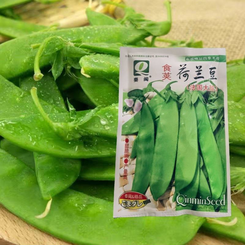 荷兰豆种子豌豆尖种籽四季菜种大全荷兰豆种籽蔬菜苗种孑农家