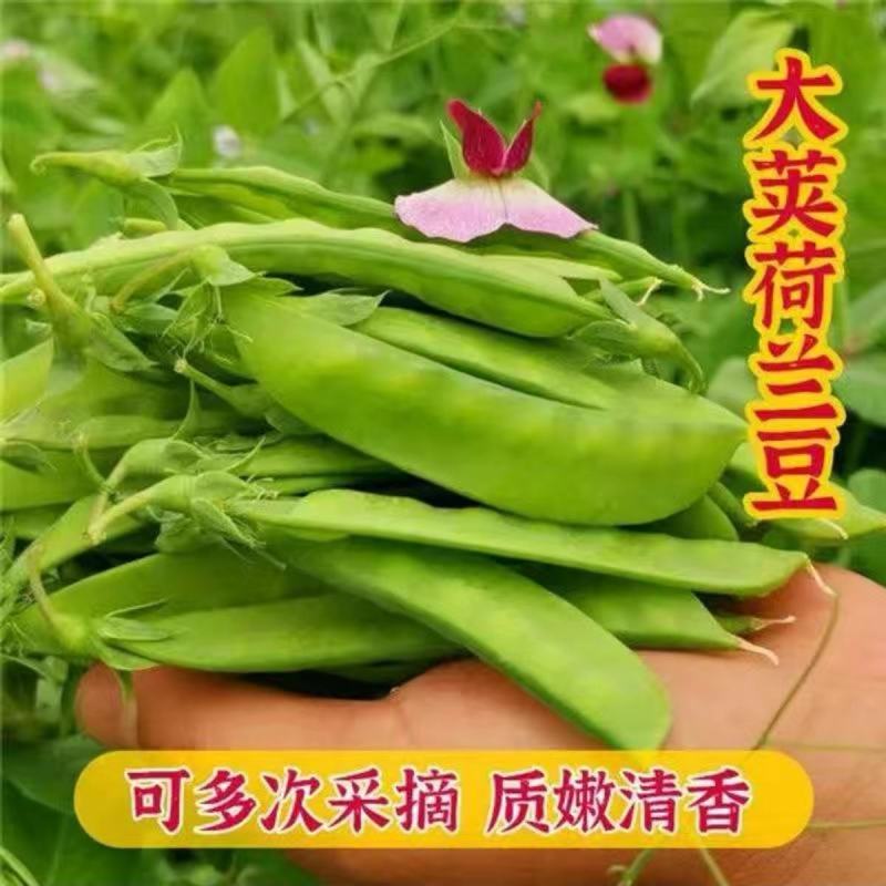 荷兰豆种子豌豆尖种籽四季菜种大全荷兰豆种籽蔬菜苗种孑农家