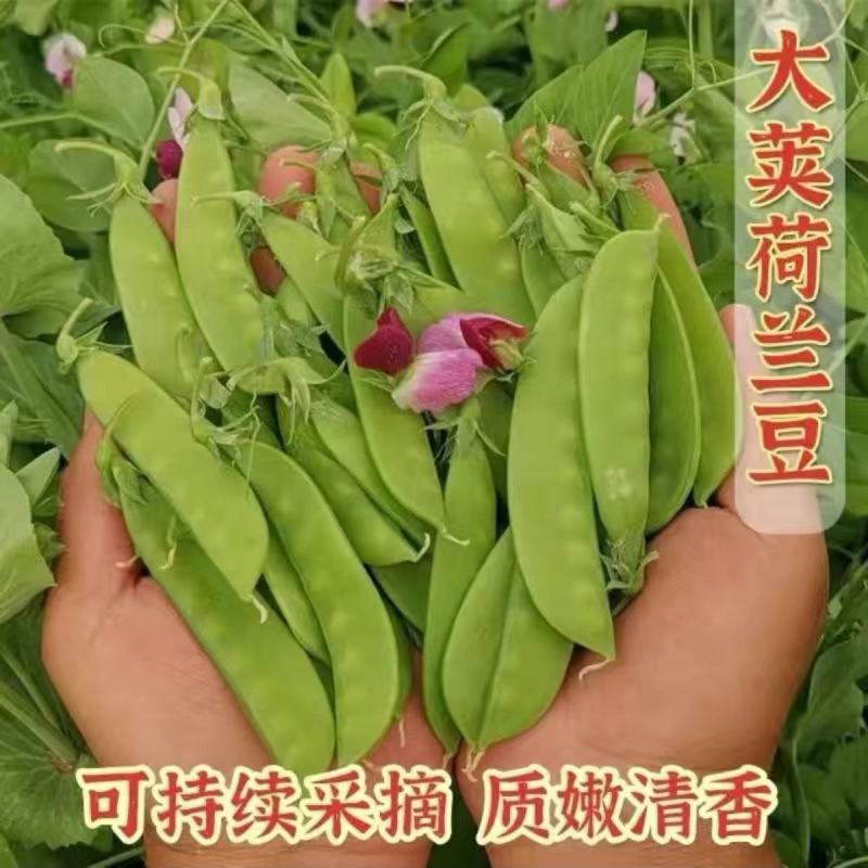 荷兰豆种子豌豆尖种籽四季菜种大全荷兰豆种籽蔬菜苗种孑农家