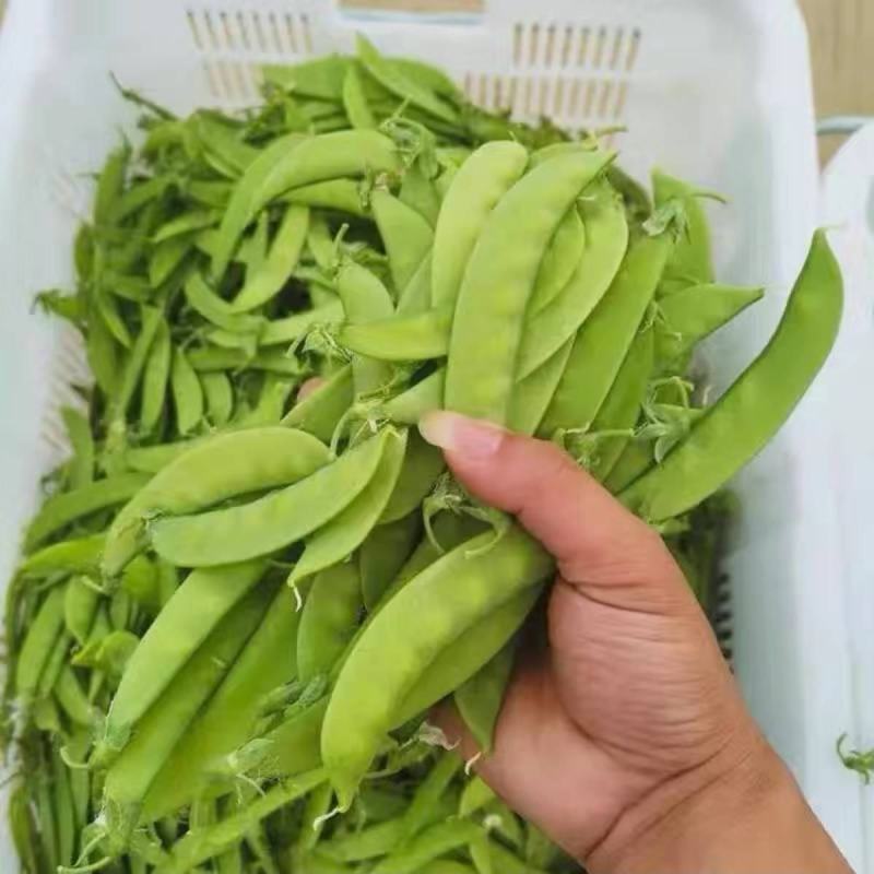 荷兰豆种子豌豆尖种籽四季菜种大全荷兰豆种籽蔬菜苗种孑农家