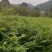 黄柏树苗基地直供规格齐全易成活免费提供种植技术
