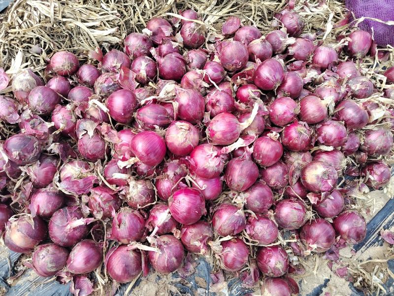 红元帅