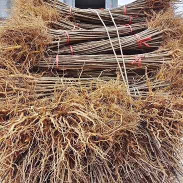 黄柏树苗基地直供规格齐全易成活免费提供种植技术
