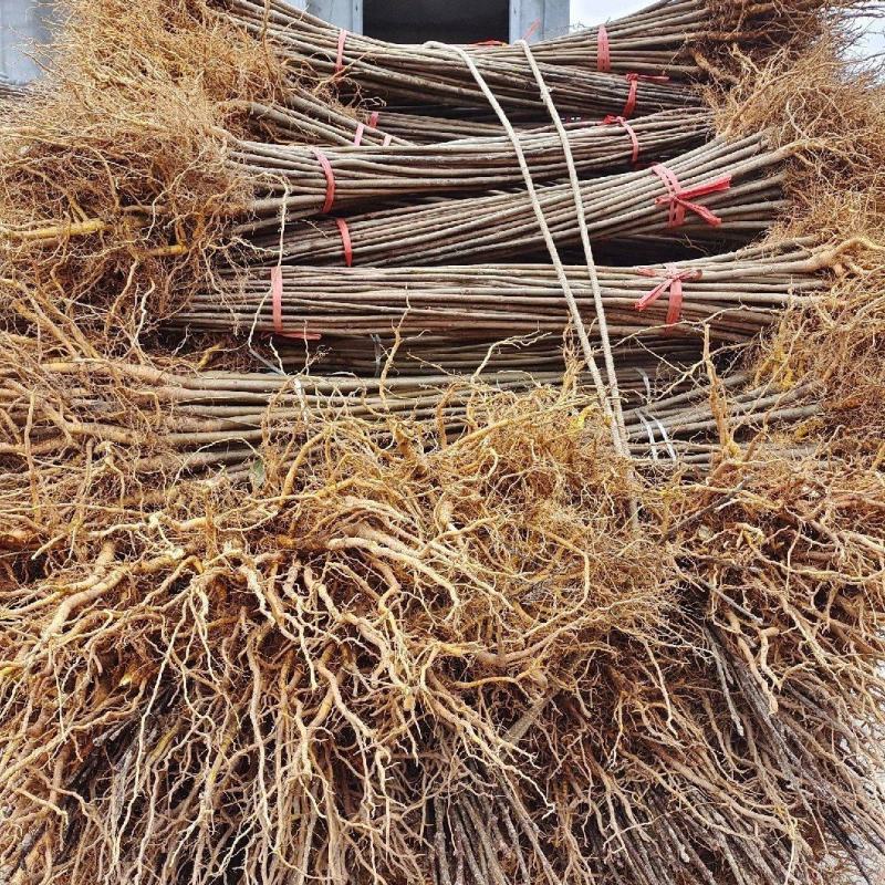 黄柏树苗基地直供规格齐全易成活免费提供种植技术