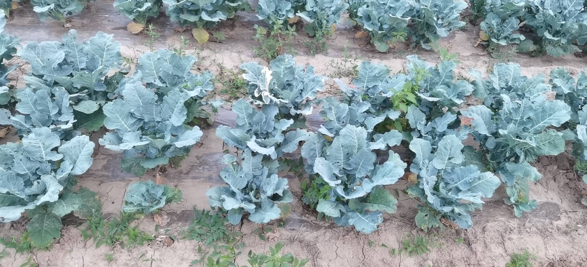 西兰花生长环境图示